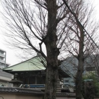 太子堂圓泉寺とけやき並木