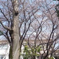 砧小学校の桜