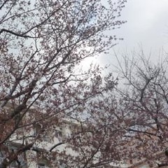 大蔵団地と桜