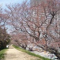 多摩川土手の桜