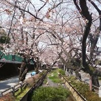 桜並木の呑川と緑道