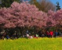 千歳烏山&世田谷近辺の桜